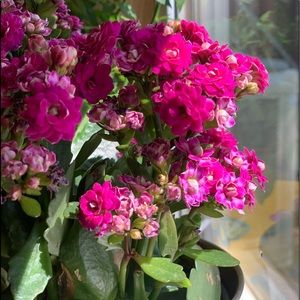 Meet your Posher, Scarlet